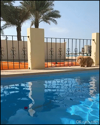 Amazing Cat GIF • Cool Persian cat walking around the pool like a boss [ok-cats.co Amazing Cat GIF • Cool Persian cat walking around the pool like a boss [ok-cats.co