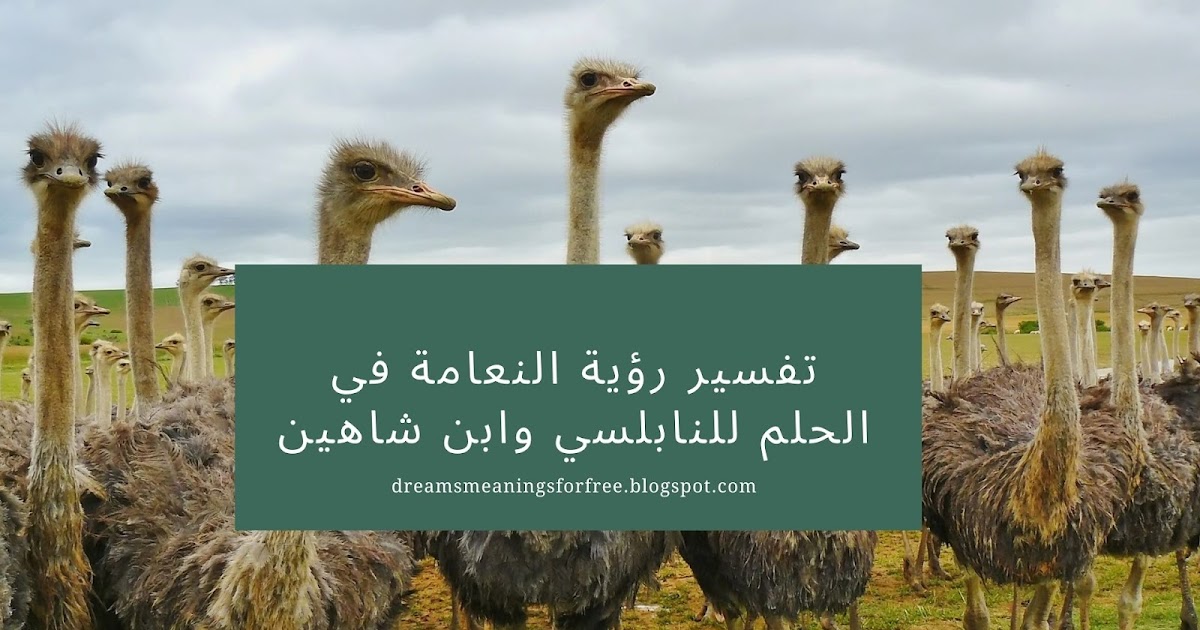 تفسير رؤية النعامة في المنام عند النابلسي وابن شاهين