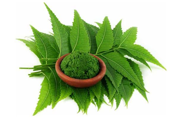 Neem leaves