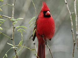 cardinal bird flying birds cardinals wild sweet