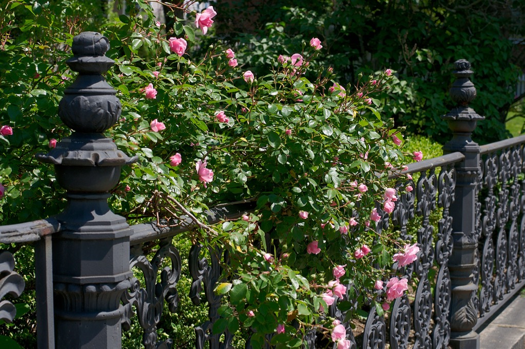 Connecticut Diaries Fence with Flowers