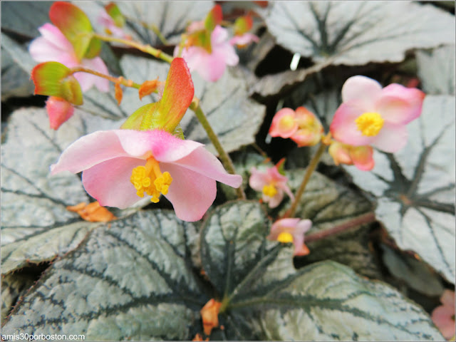 Begonias and Gesneriacea: Pink Minx