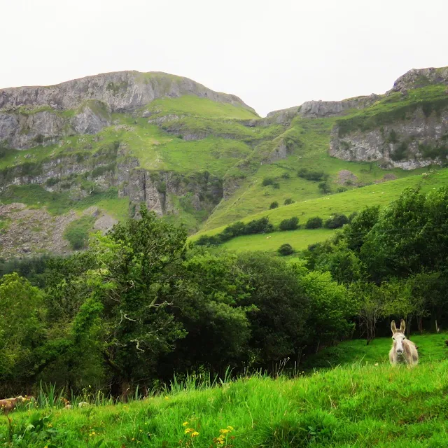 Donkey on a hill in County Sligo, Ireland