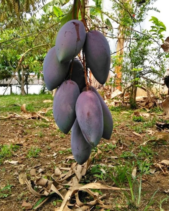 Bibit tanaman mangga red emperor VALID BELI 3 BONUS BIBIT ANGGUR Maluku