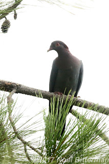 Scaly-naped Pigeon