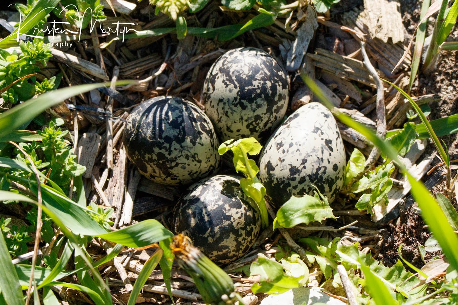 Birds Eggs The Biology of the Beauty Nature Notes Blog