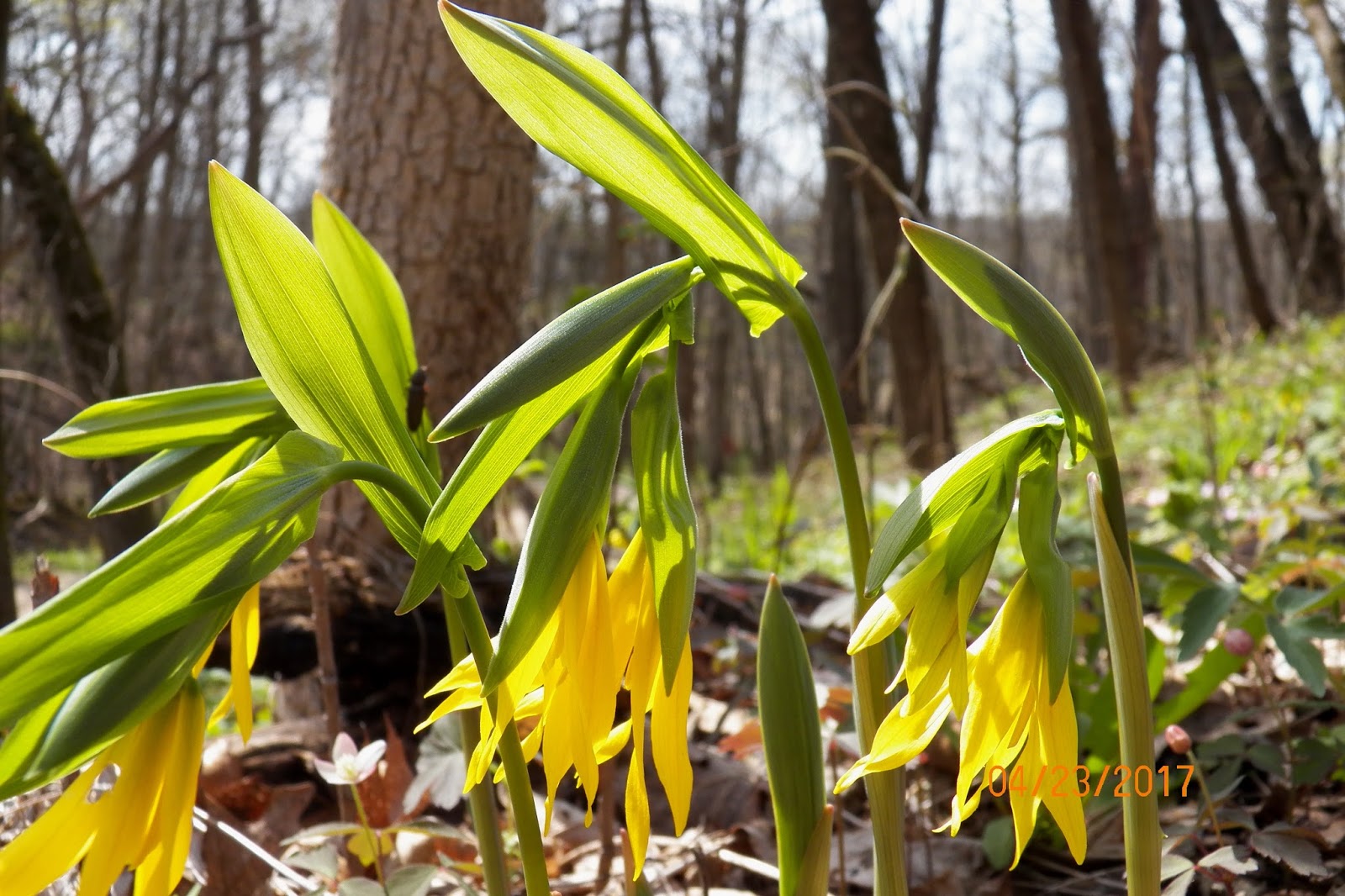 NATURE NOTES SPRING WOODLAND WILDFLOWERS PUTTING ON A SHOW IN FORESTVILLE