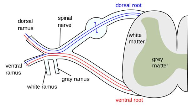 Saraf spinal dari sumsum tulang belakang