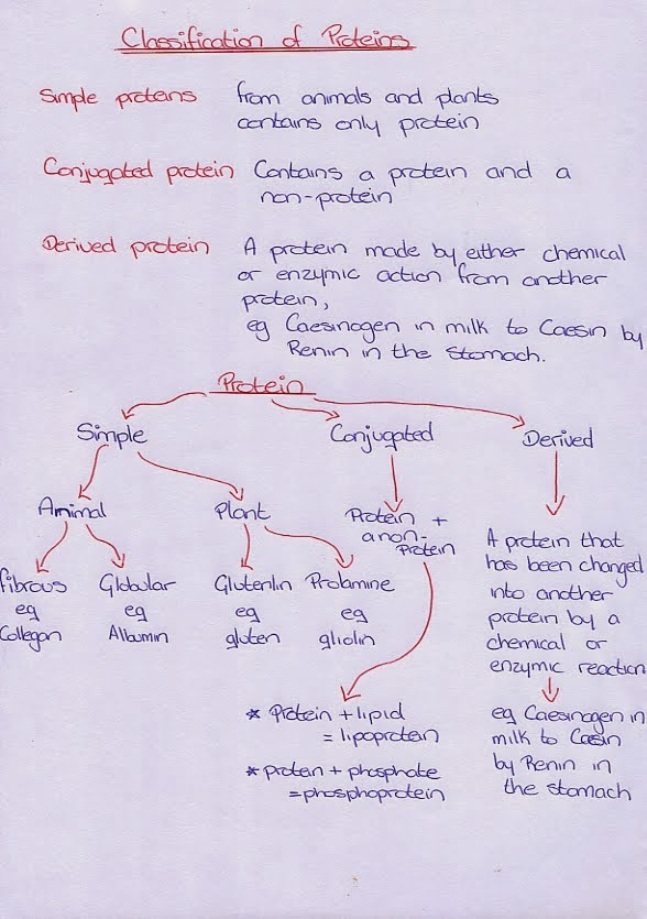 Leaving Cert help notes Home Ec Protein notes