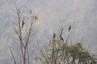 Photo of Among the Gaurs at Kotagiri 36/71 by Balachandra
