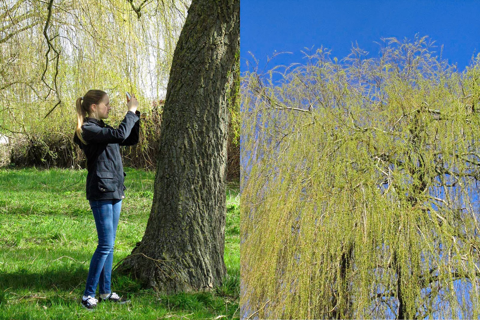 my niece Emily taking picture of this yellow tree