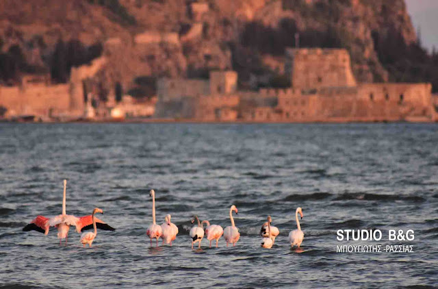 Δέκα πανέμορφα ροζ φλαμίνγκο στο Ναύπλιο (βίντεο) Δέκα πανέμορφα ροζ φλαμίνγκο στο Ναύπλιο (βίντεο)