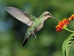 bird birds flying humming hummingbird hummingbirds honey drinking flight flor fantastic panoramio naturaleza gustavo colibri picaflor con nectar