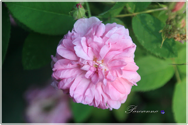 róże w ogrodzie, róże pachnące, Rapsody in Blue roses, róże angielskie, Mary Ann roses, roses, Symphatie roses, English roses