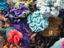 coral colorful most reef florida rarest artists norway there things petersburg assistance scientists 1500 marine england local than st