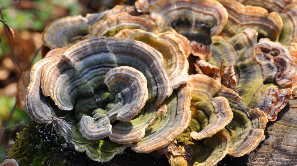 Turkey TailTrametes versicolor Coriolus versicolor /Polyporus versicolor