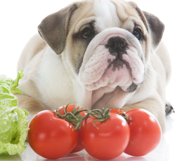What Vegetables Can Dogs Eat? Take Care Of & Train My Dog