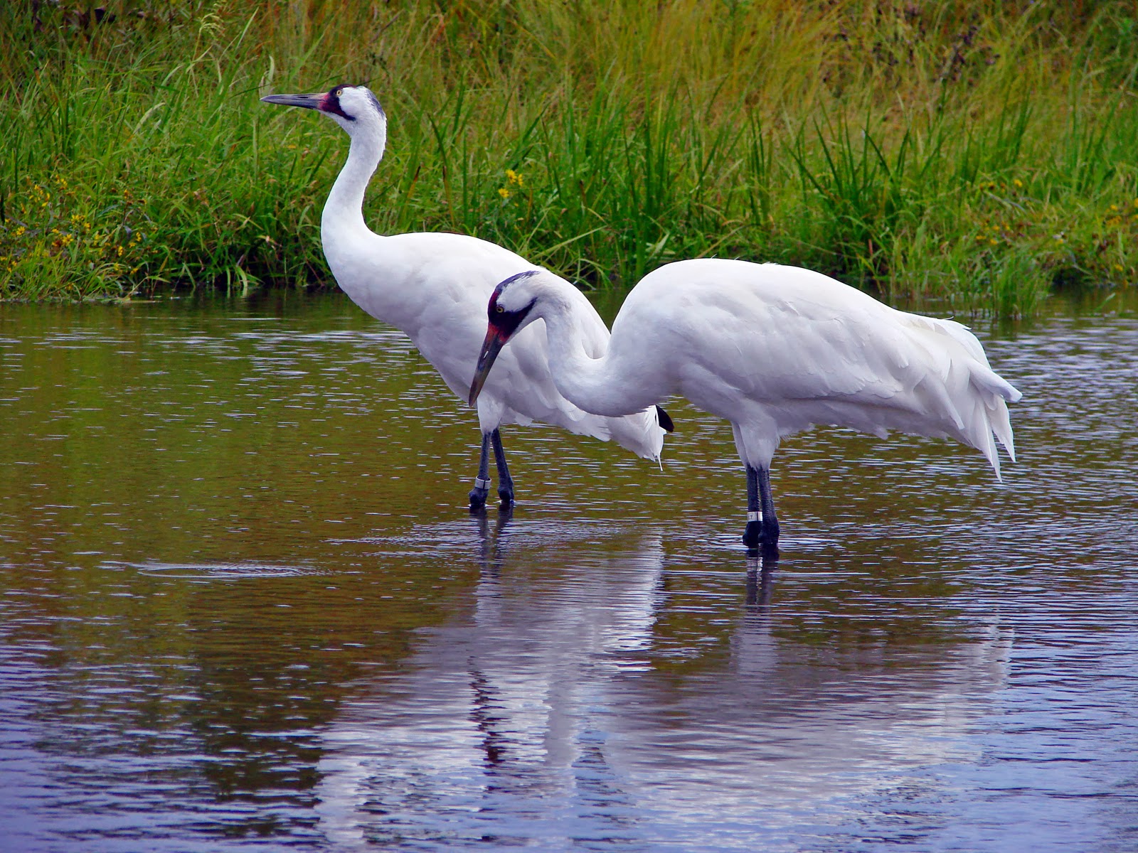Whooping Crane Wild Life World
