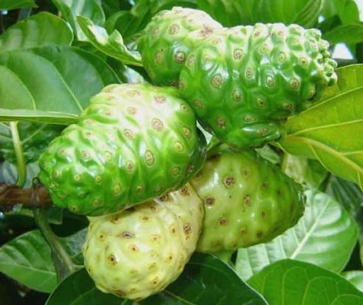 Inilah Manfaat Daun Mengkudu Pada Pleci Sangkarlapis