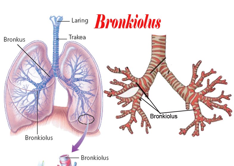 Fungsi Bronkiolus Dan Penjelasan Sistem Pernafasan Ilmumbahguru