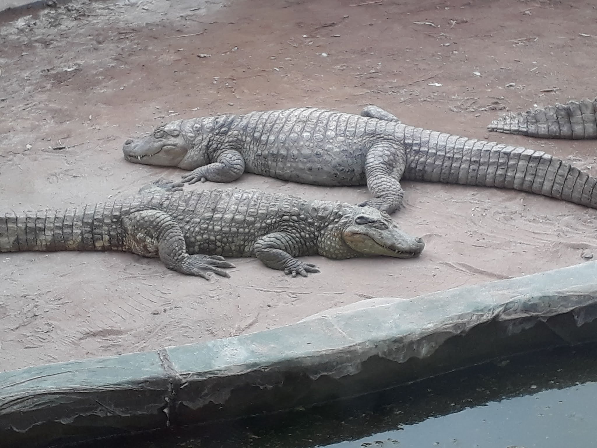 o que fazer em mendoza 2 crocodilos dormindo