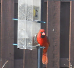 landed bright bird inside office