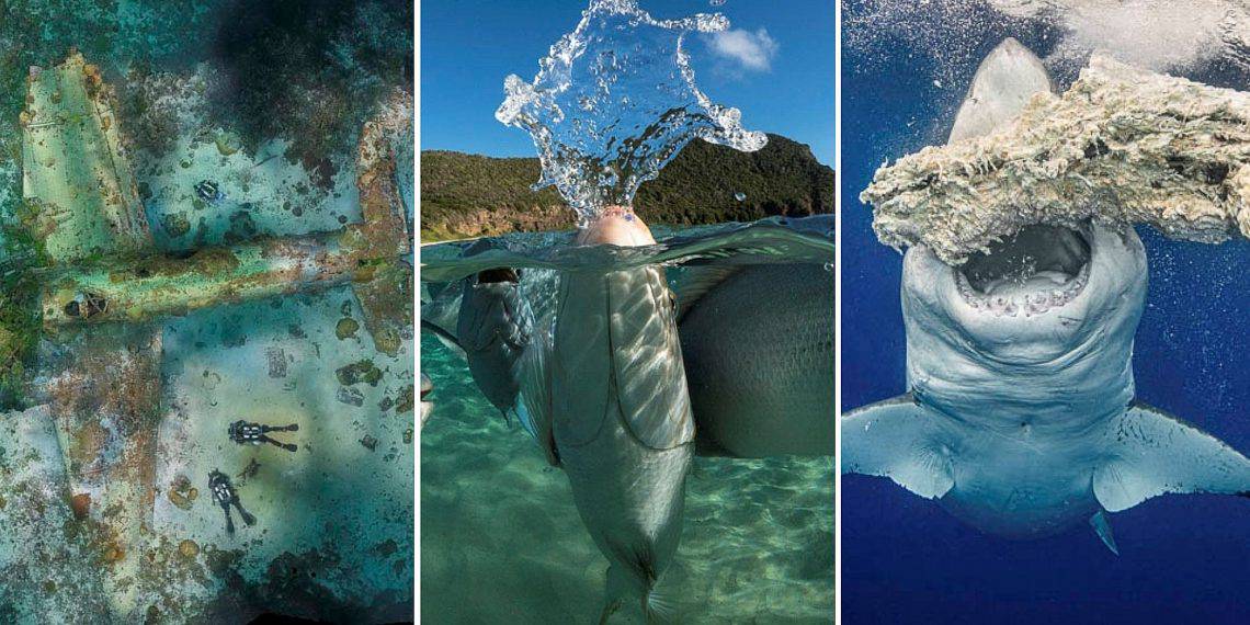 Contest Winners of Underwater Photography 2020 
