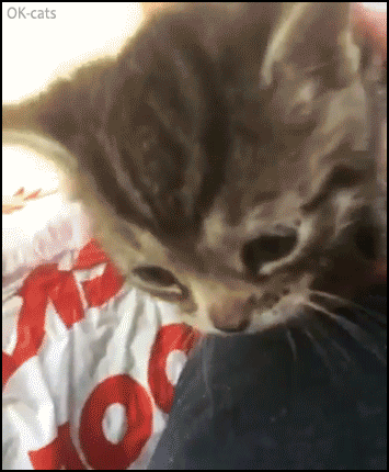 Funny kitten with amazing HELiCOPTER tail (2 GIFs) • Cat GIF Website