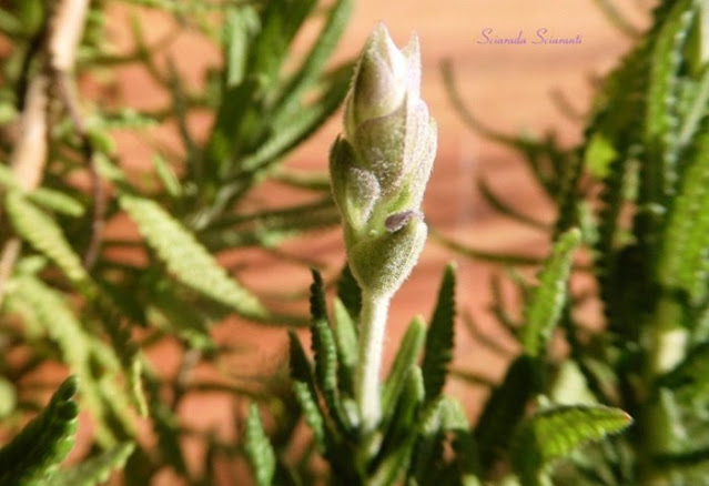 Lavanda fiorita d'inverno