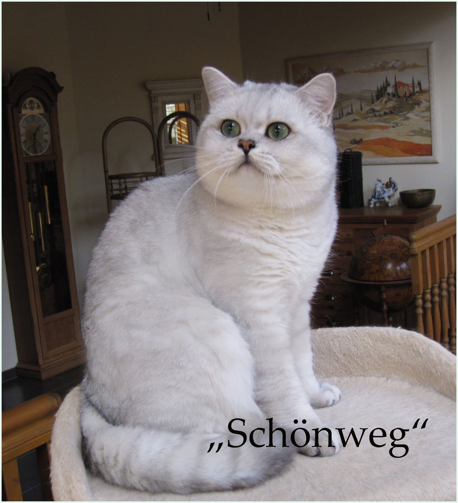 british shorthair silver chinchilla