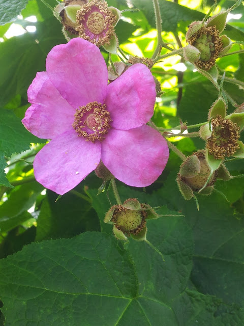The Violet Fern: Going Native: Flowering Raspberry