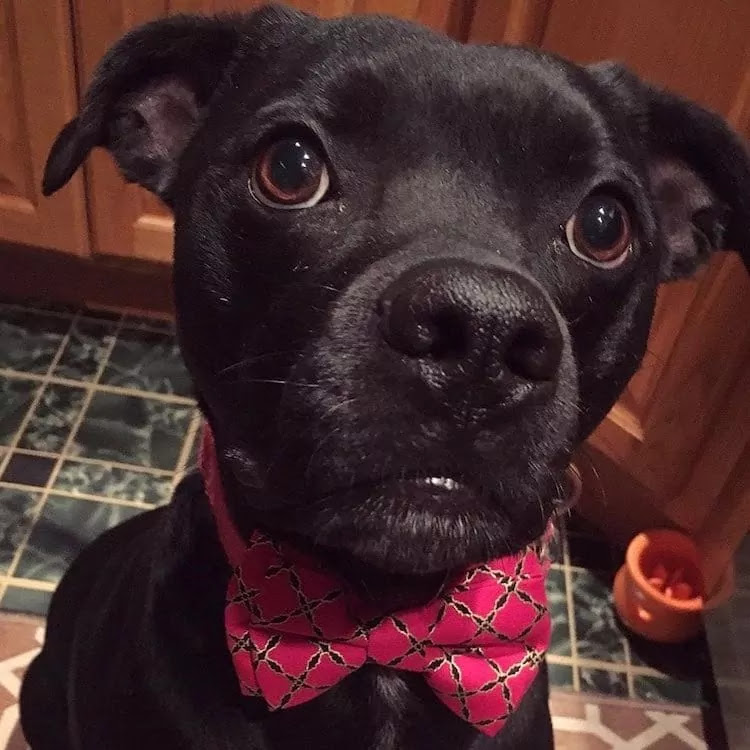 14-Year-Old Has Sewn Over 1,000 Bowties To Help Dogs Find Their Forever Home