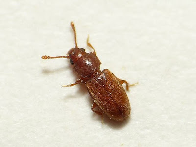 Gorgojo extranjero de los granos Ahasverus advena (Waltl.) (Coleoptera: Cucujidae).