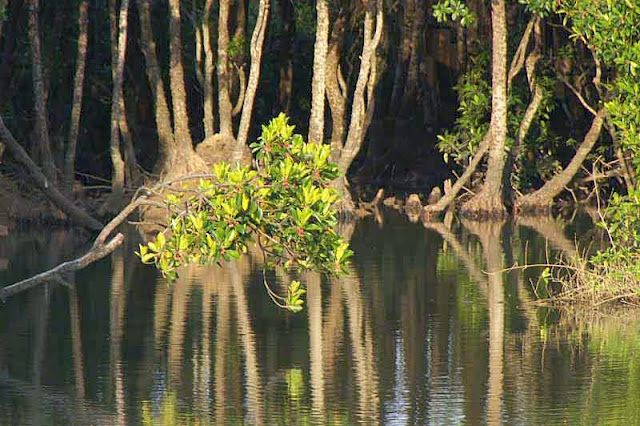 mangrove, trees, river, reflections, flowers