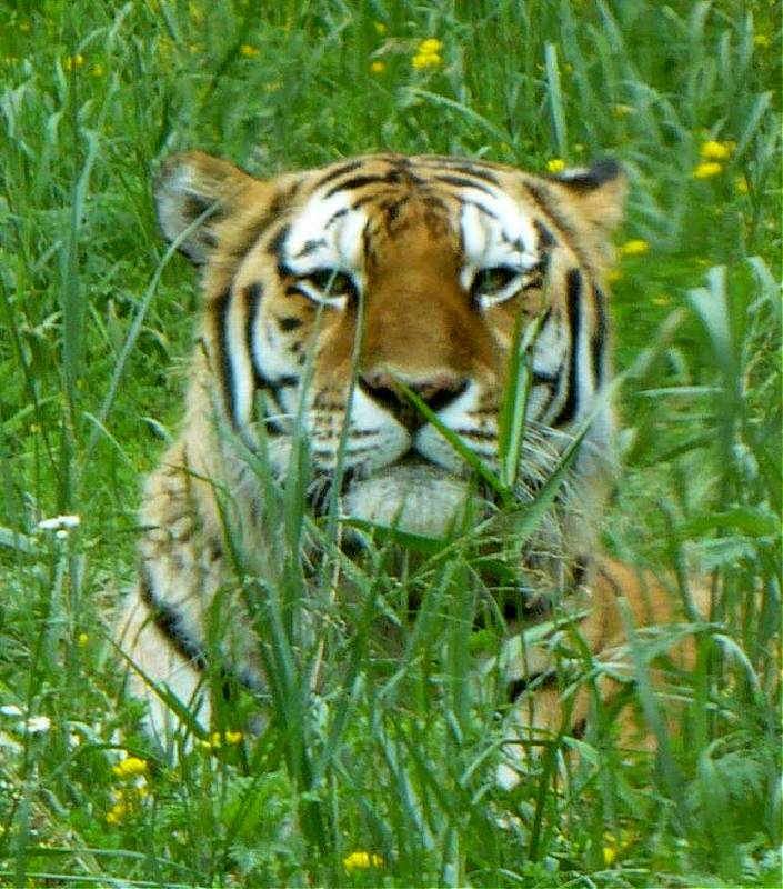 Tiger - Minnesota Zoo