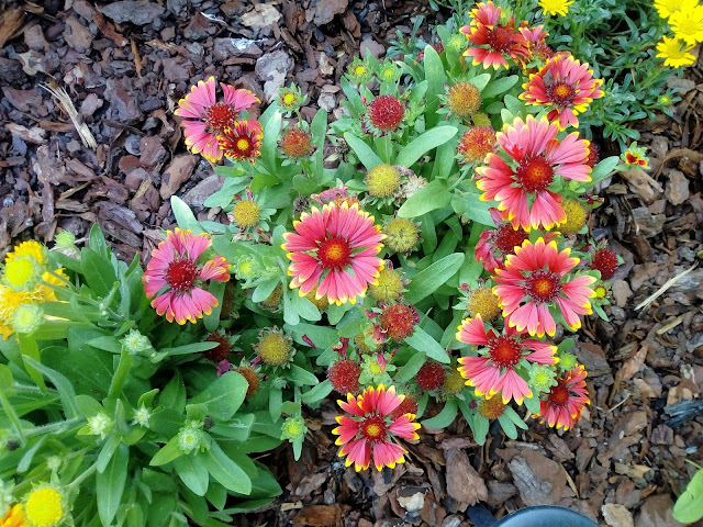 Gallardia (Gaillardia aristata Pursh.).