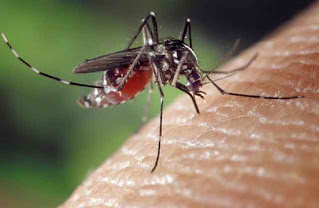 Mosquito on flesh