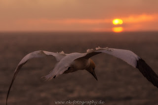 Basstölpel Sonnenuntergang Helgoland Nikon Wildlife Olaf Kerber
