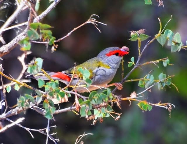 Red-browed Finch_3877
