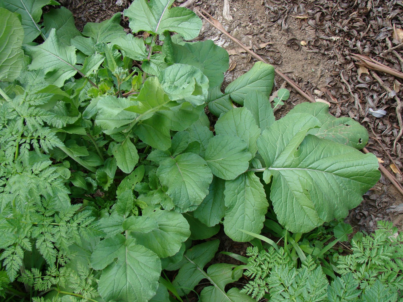 Leaves of Plants Wild radish