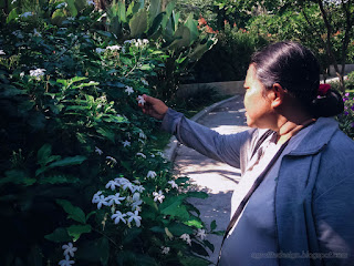 Woman Traveler Enjoy A Holiday In The Garden Touch Sweet White Tiny Flower Of The Plants At Tangguwisia Village North Bali Indonesia