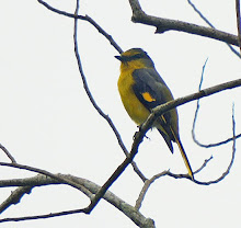 Scarlet Minivet-Female_2011