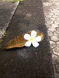 old fell drooping frangipani flower