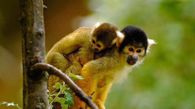 18902-Loving Monkeys Cute Animal HD Wallpaperz