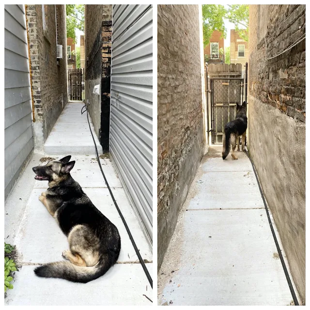 Finn upset about fence gate cover