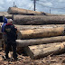 Alemanha e França compraram madeira ilegal do Brasil, indica PF