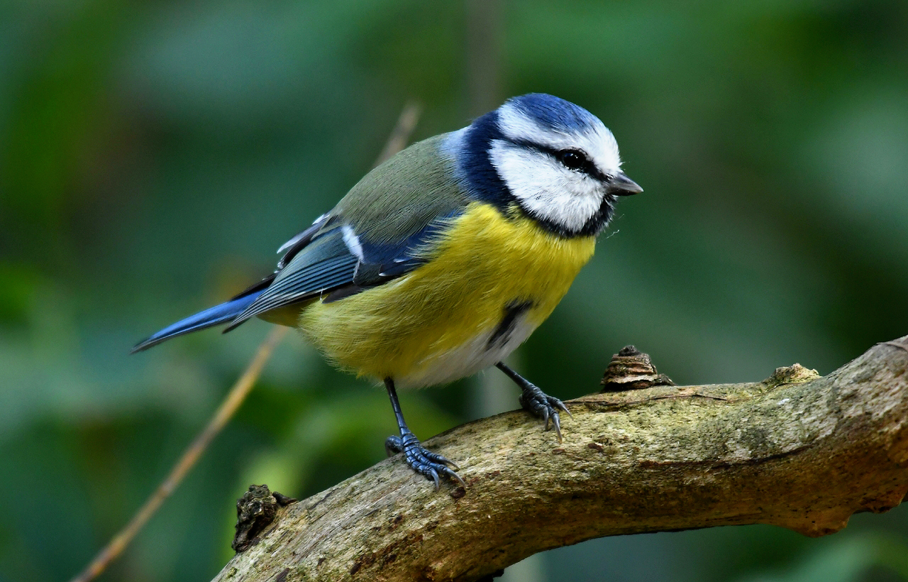 Jozef van der Heijden Natuurfotografie Koolmezen