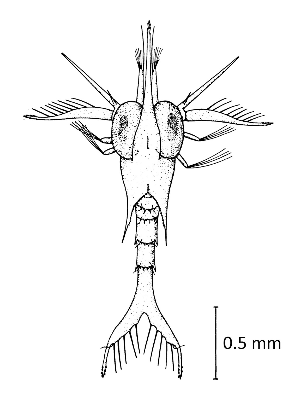 The Natural History of Bodega Head Pelagic Red Crab zoea!