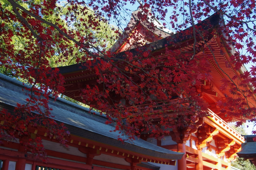 アクアマリン天然水 大宮公園 紅葉