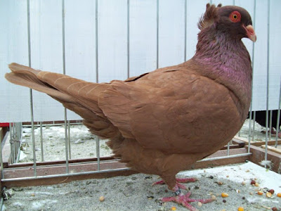 sottobanca pigeons - yellow pigeons